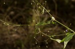 Oldenlandia affinis var. fugax