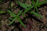 Oldenlandia corymbosa var. corymbosa