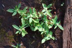 Oldenlandia goreensis var. trichocaula