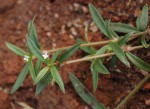 Oldenlandia lancifolia var. scabridula