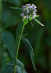 Pentas purpurea subsp. purpurea