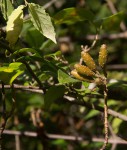 Hymenodictyon parvifolium subsp. parvifolium