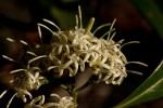 Coptosperma neurophyllum