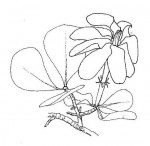 Gardenia volkensii subsp. spatulifolia