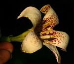 Rothmannia urcelliformis