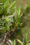 Tricalysia coriacea subsp. angustifolia