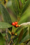 Tricalysia coriacea subsp. angustifolia