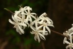Tricalysia jasminiflora var. jasminiflora