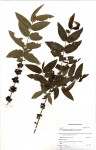 Empogona kirkii subsp. junodii