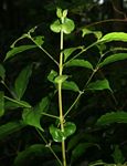 Cremaspora triflora subsp. triflora