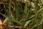 Pentanisia sykesii subsp. otomerioides