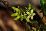 Vangueria apiculata