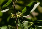 Vangueria randii subsp. randii
