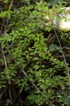 Canthium glaucum subsp. frangula var. frangula