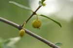 Bullockia setiflora