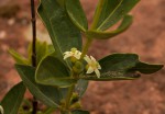 Fadogia stenophylla subsp. odorata