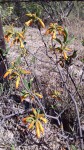 Ancylanthos rubiginosus