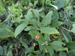 Psychotria kirkii