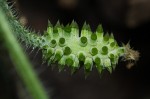 Cucumis metuliferus