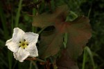 Lagenaria breviflora
