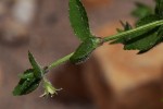 Wahlenbergia madagascariensis