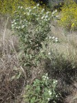 Vernonia adoensis var. adoensis
