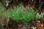 Vernonia bainesii subsp. bainesii