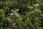 Vernonia calvoana subsp. meridionalis