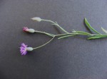 Vernonia rhodanthoidea