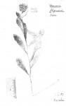 Vernonia filipendula