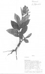 Vernonia filipendula