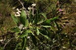Vernonia muelleri subsp. muelleri