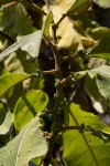 Vernonia myriantha