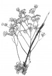 Vernonia suprafastigiata