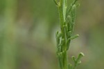Nidorella resedifolia subsp. resedifolia
