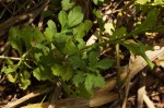 Nidorella resedifolia subsp. microcephala