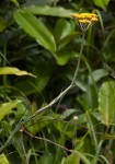 Helichrysum stenopterum