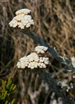 Helichrysum acervatum