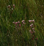 Helichrysum adenocarpum subsp. adenocarpum