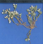 Helichrysum argyrosphaerum