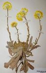Helichrysum aureum var. monocephalum