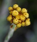 Helichrysum cephaloideum