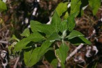 Helichrysum goetzeanum