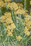 Helichrysum kraussii