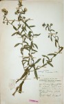 Helichrysum membranaceum