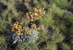 Helichrysum nitens subsp. nitens