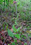 Helichrysum nudifolium var. oxyphyllum