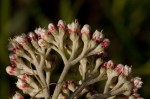 Helichrysum nudifolium var. oxyphyllum