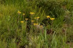 Helichrysum nudifolium var. pilosellum