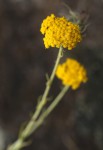 Helichrysum moorei
